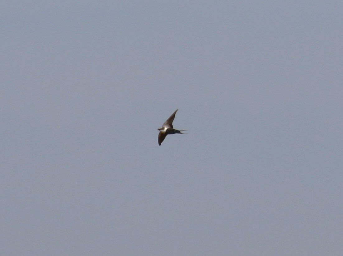 White-backed Swallow - sean clancy