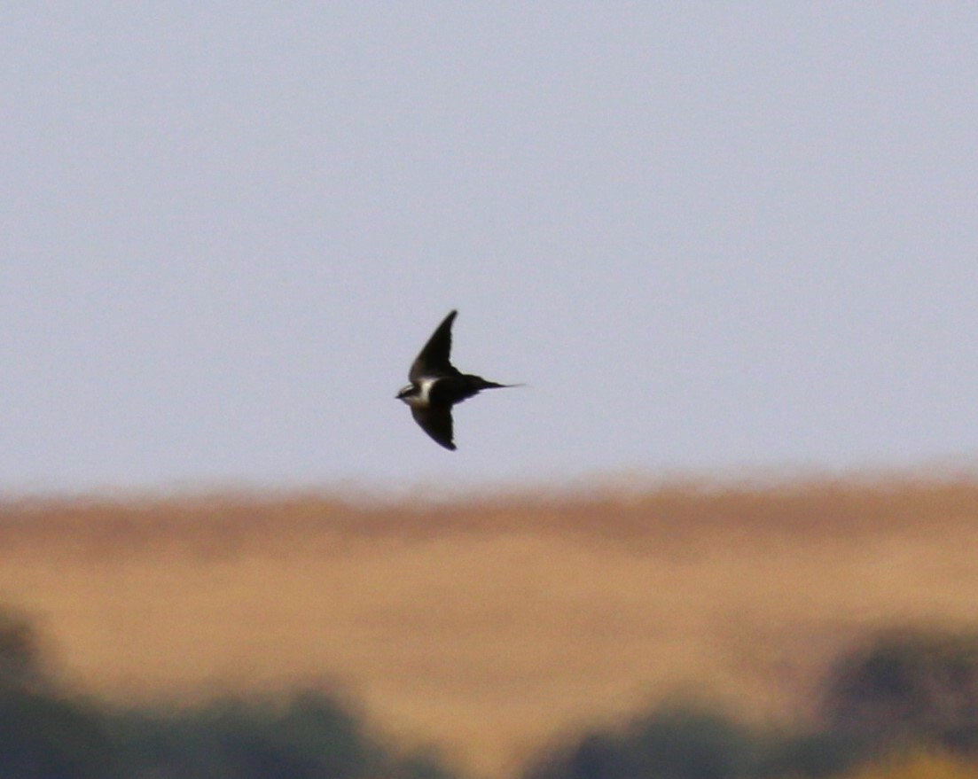 White-backed Swallow - sean clancy