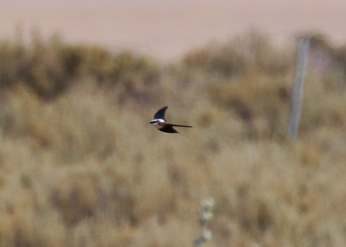 White-backed Swallow - ML619144363