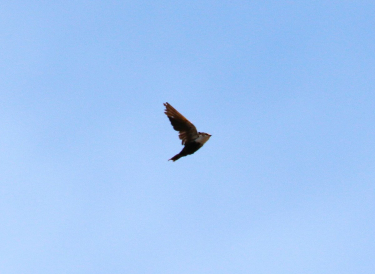 White-backed Swallow - sean clancy