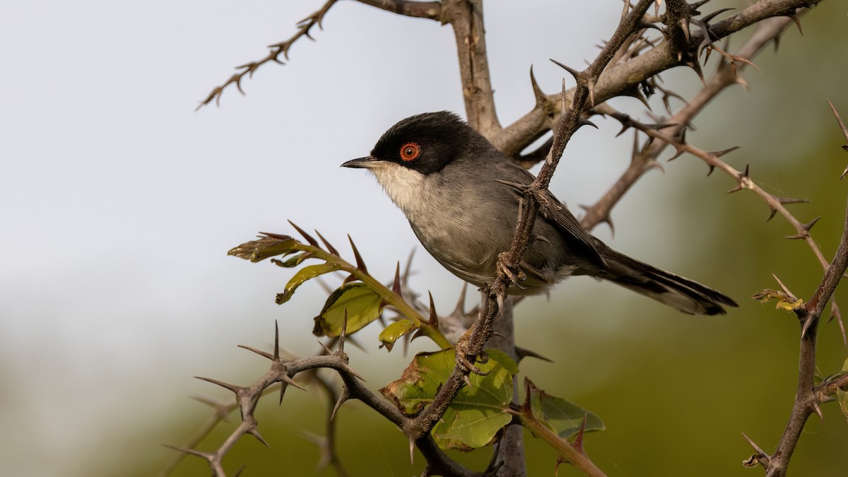 Sardinian Warbler - ML619144376