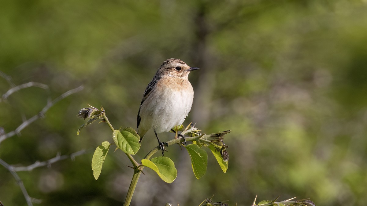 Whinchat - ML619144378