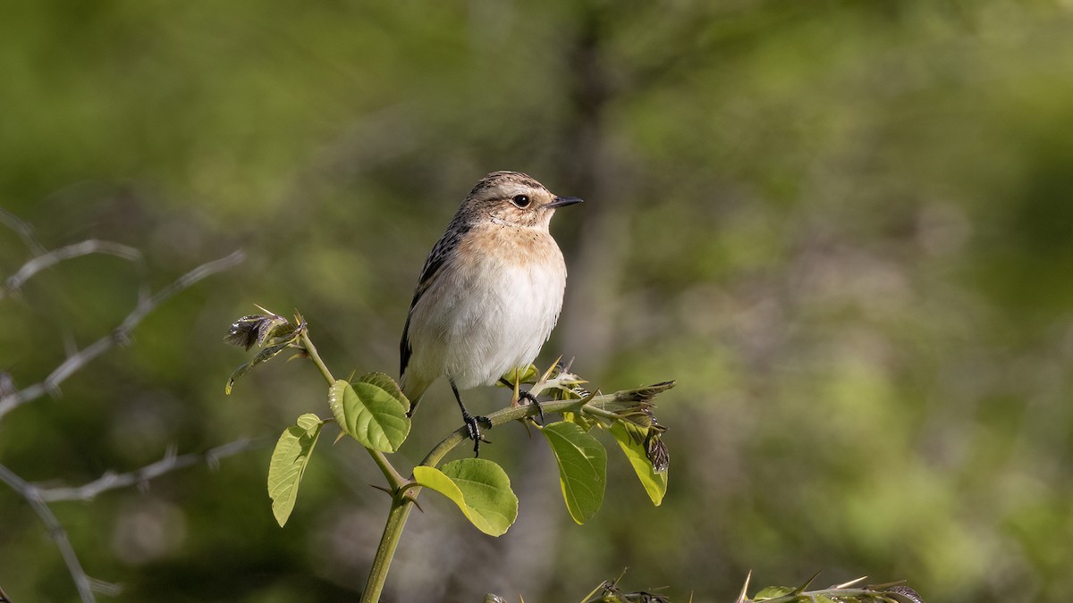 Whinchat - Korhan Urgup