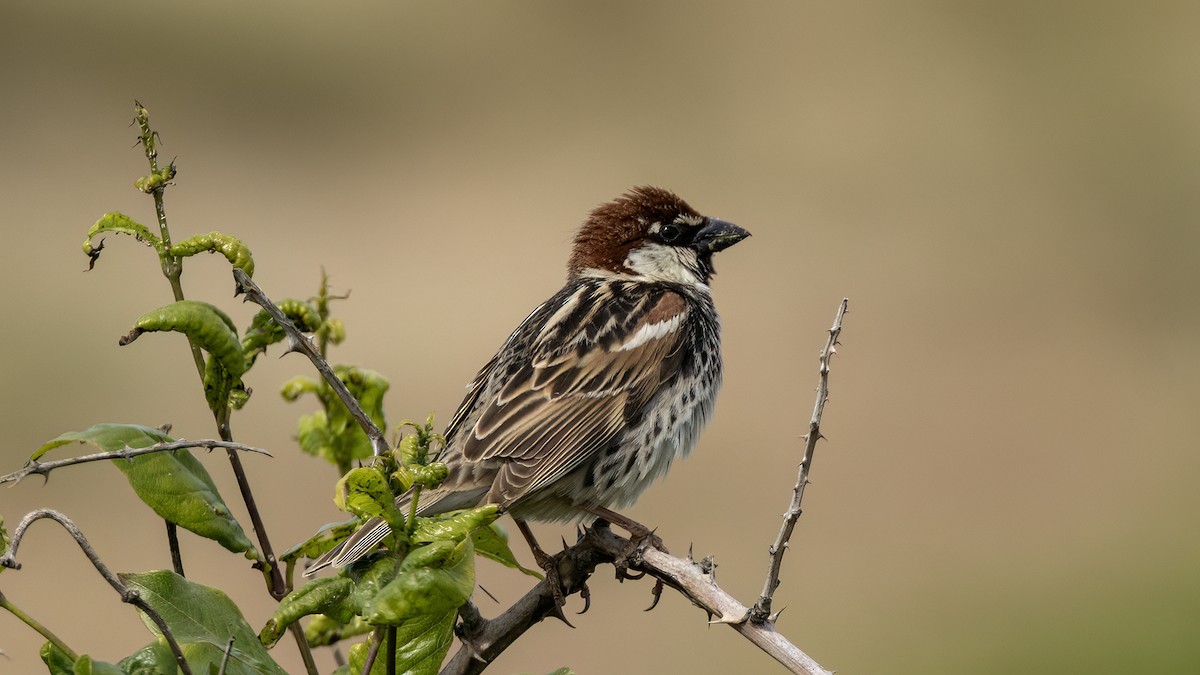 Spanish Sparrow - Korhan Urgup