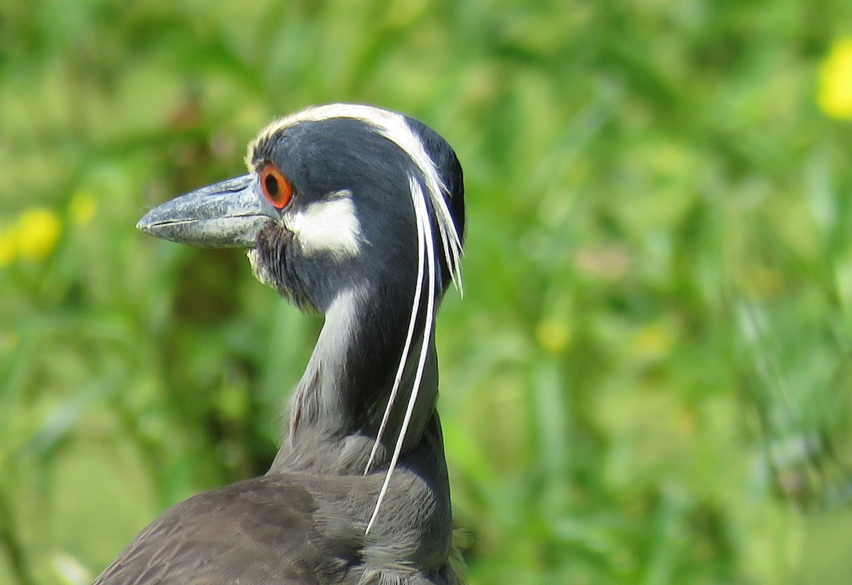 Yellow-crowned Night Heron - James Asmuth