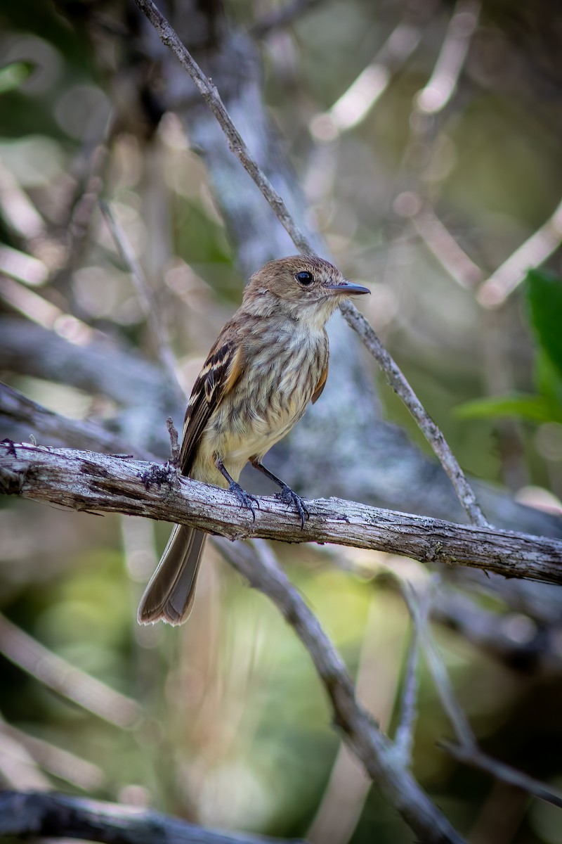 Bran-colored Flycatcher - ML619144389