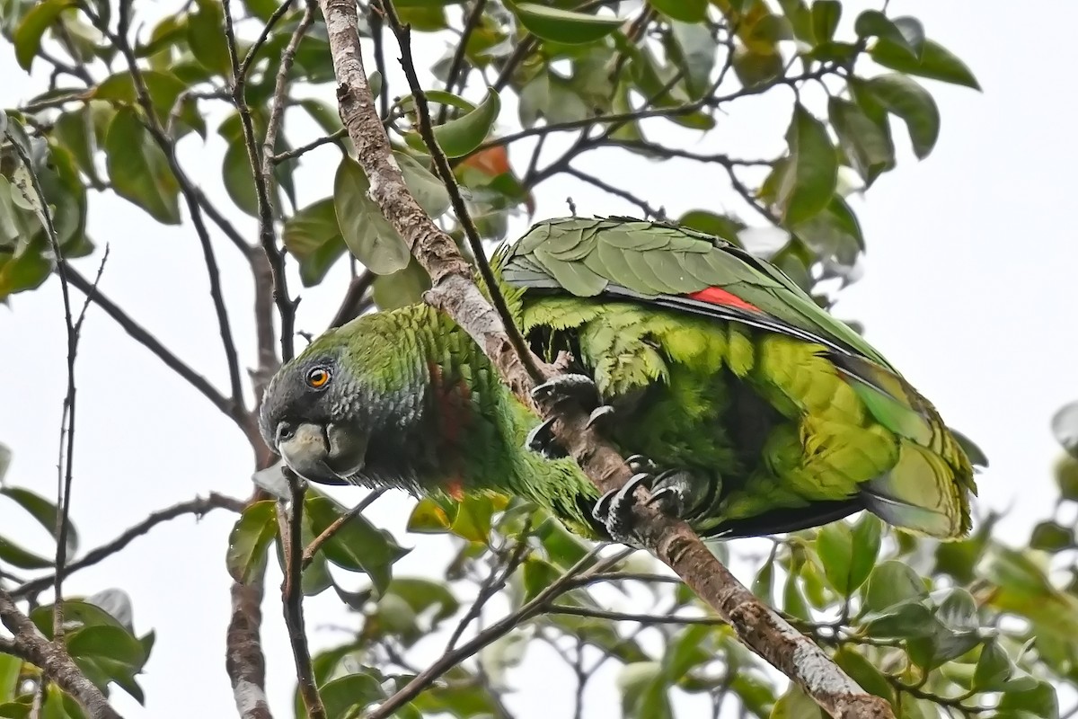 アカノドボウシインコ - ML619144397