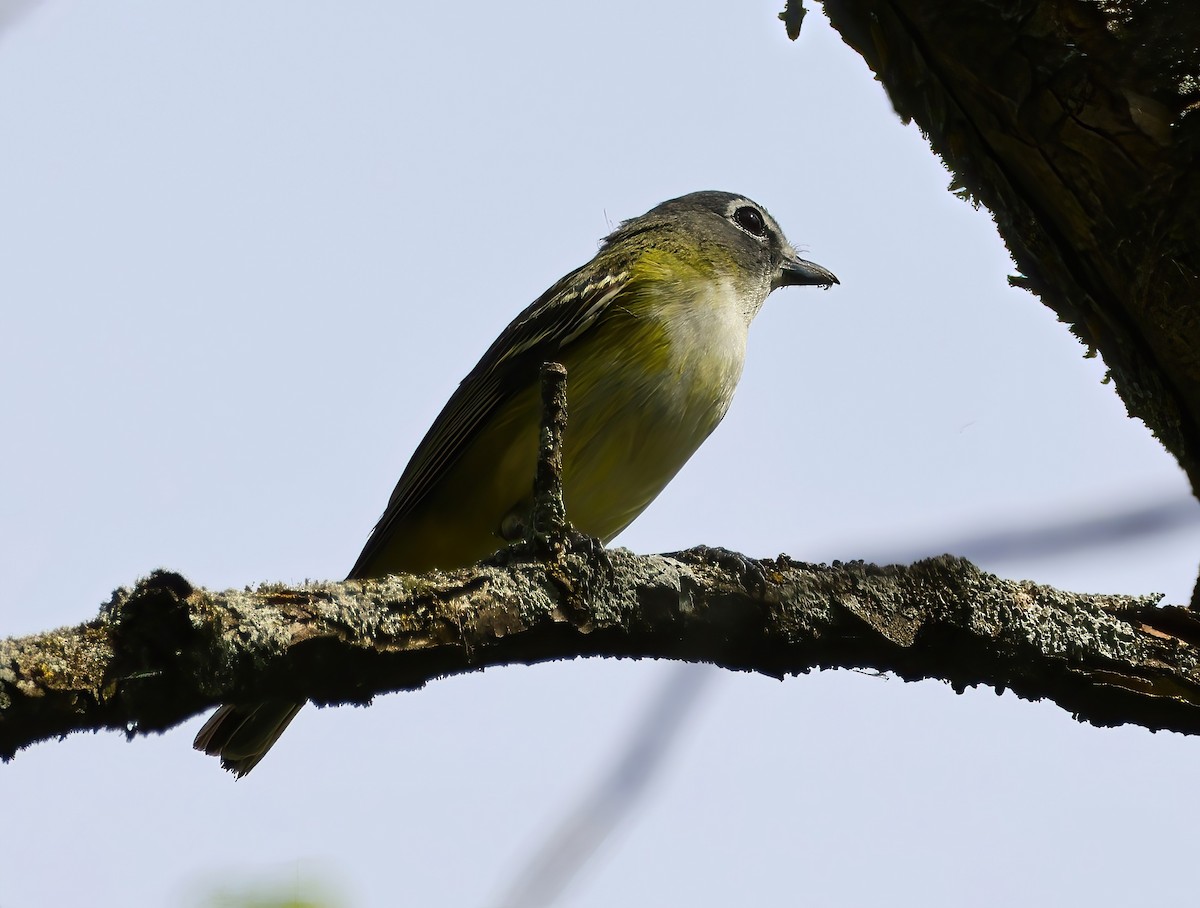 Blue-headed Vireo - Eric Patry