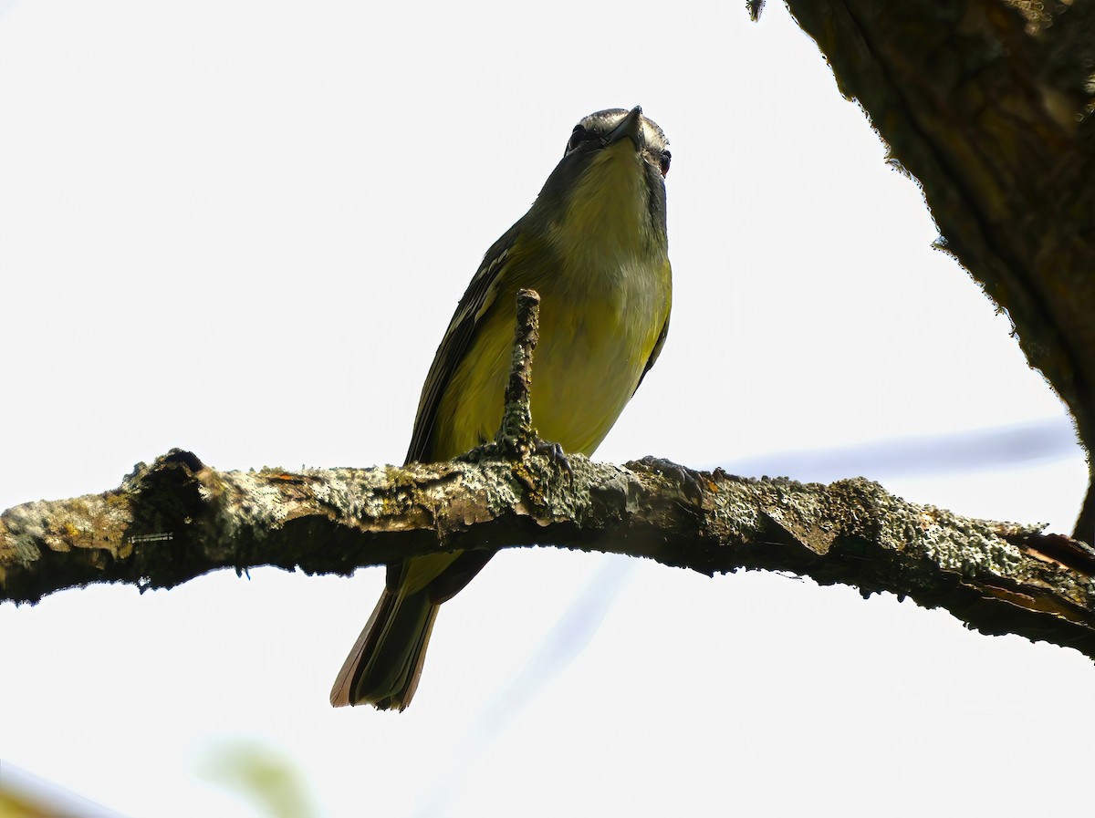 Blue-headed Vireo - Eric Patry