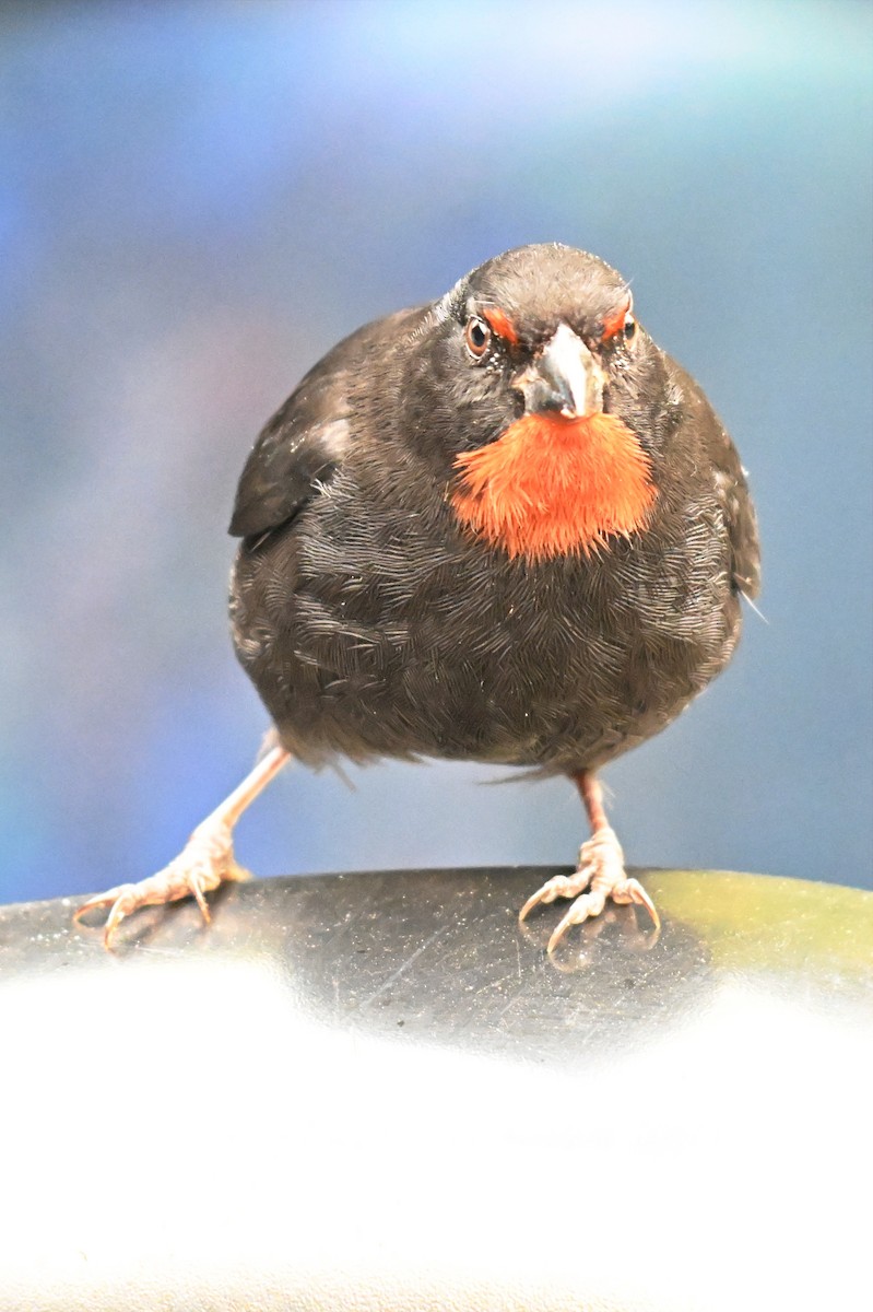 Lesser Antillean Bullfinch - James Cosgrove