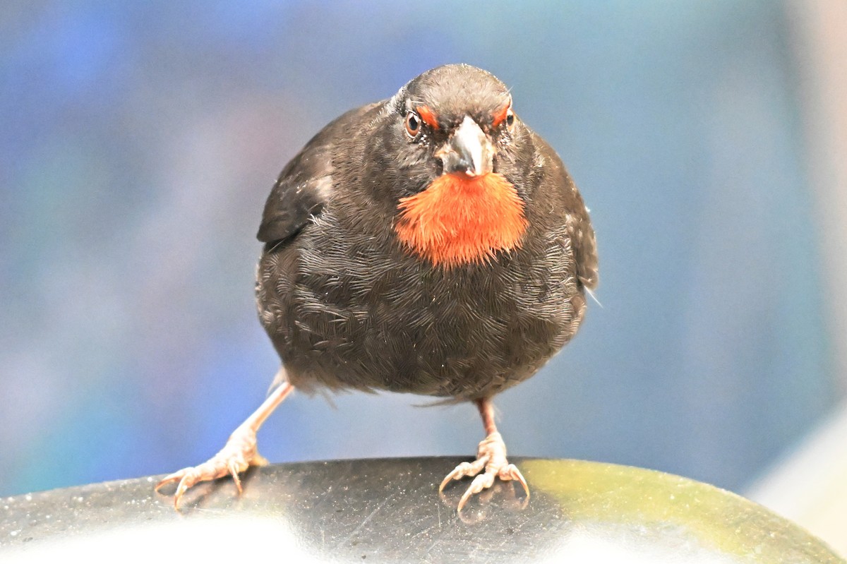 Lesser Antillean Bullfinch - James Cosgrove
