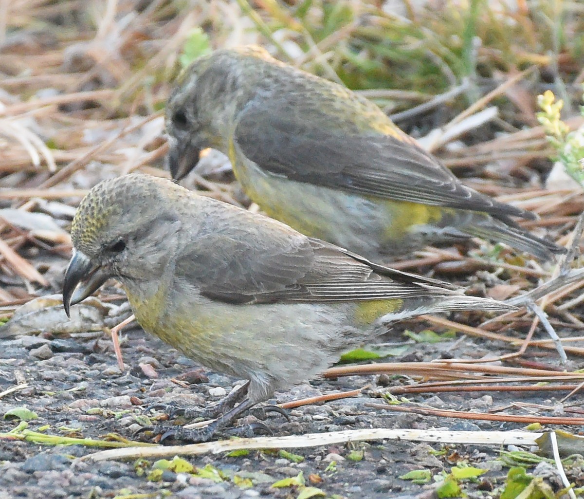 Red Crossbill (Ponderosa Pine or type 2) - Steven Mlodinow