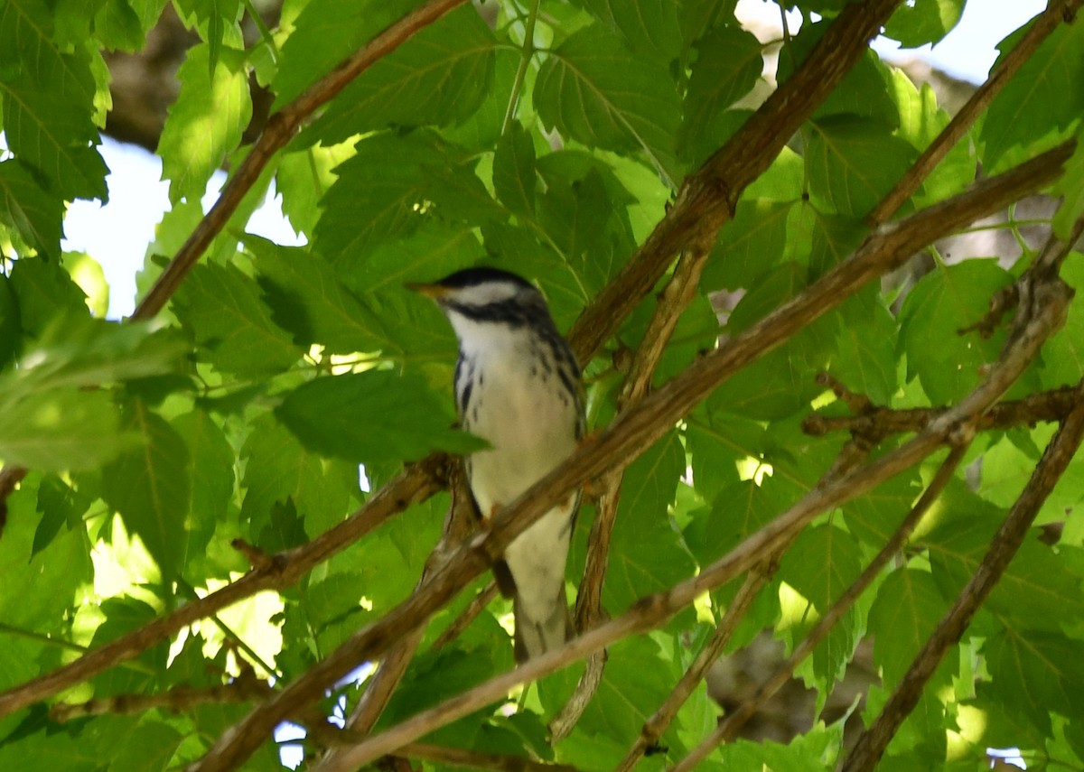 Blackpoll Warbler - ML619144471