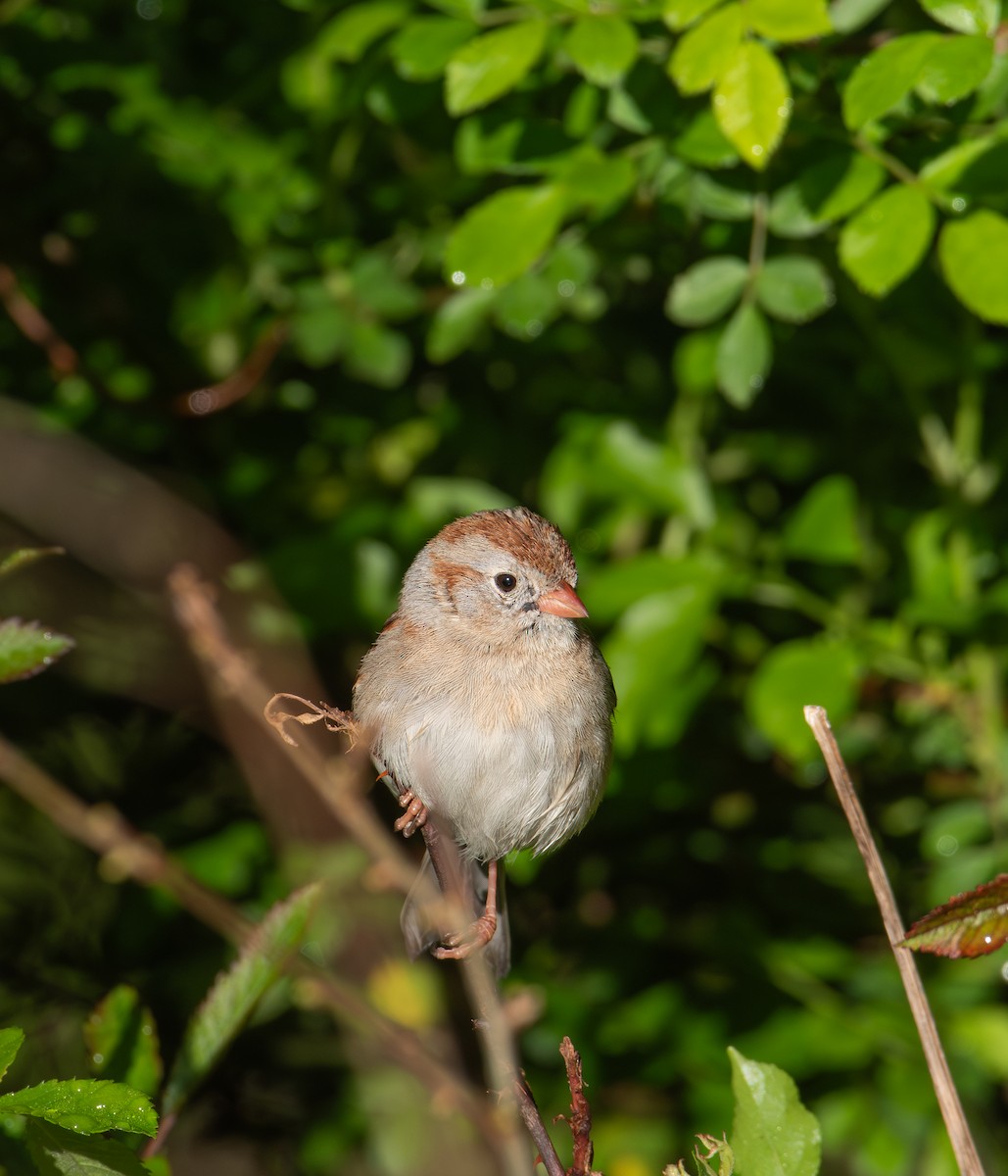 Field Sparrow - Alton Spencer