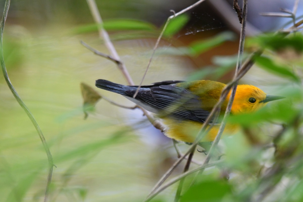 Prothonotary Warbler - Michael Kendrick