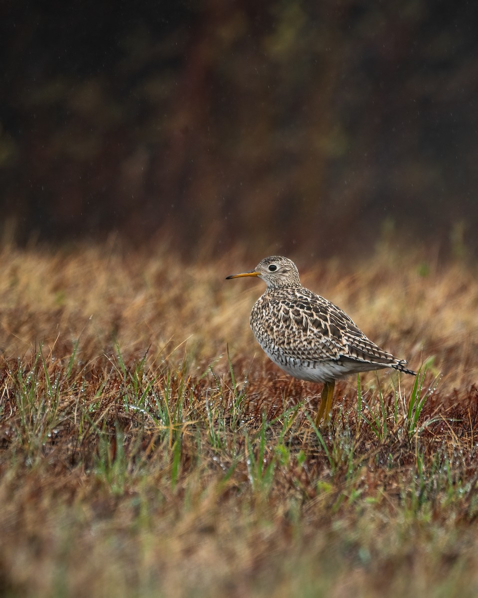 Upland Sandpiper - ML619144493