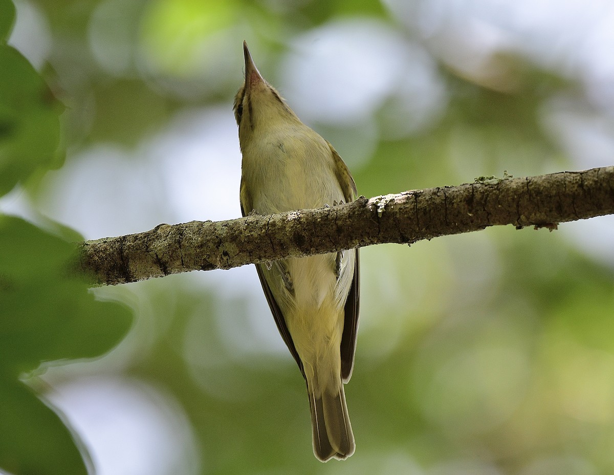 Black-whiskered Vireo - JoAnna Clayton