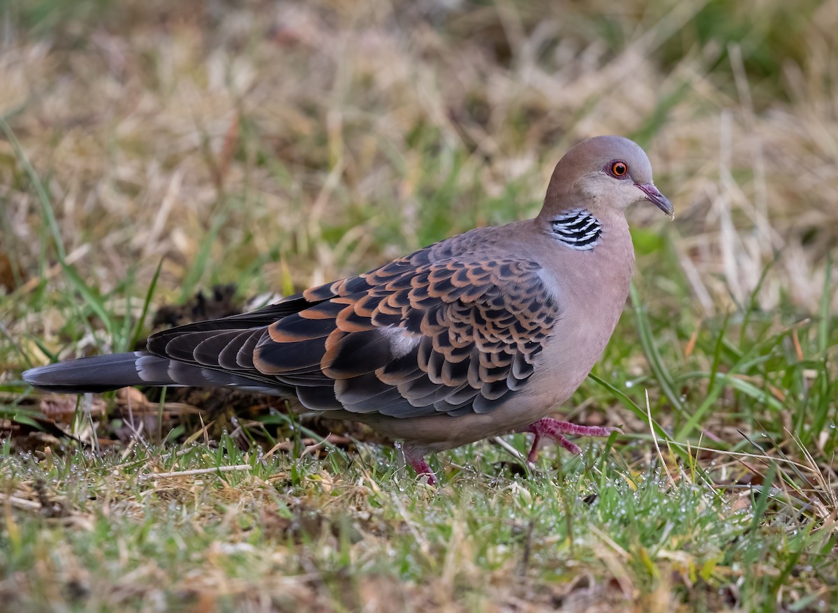 Oriental Turtle-Dove - ML619144502