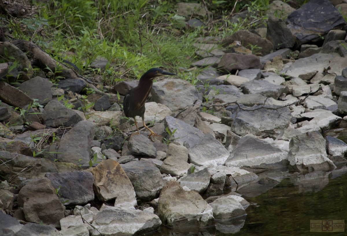 Green Heron - Rose Marie