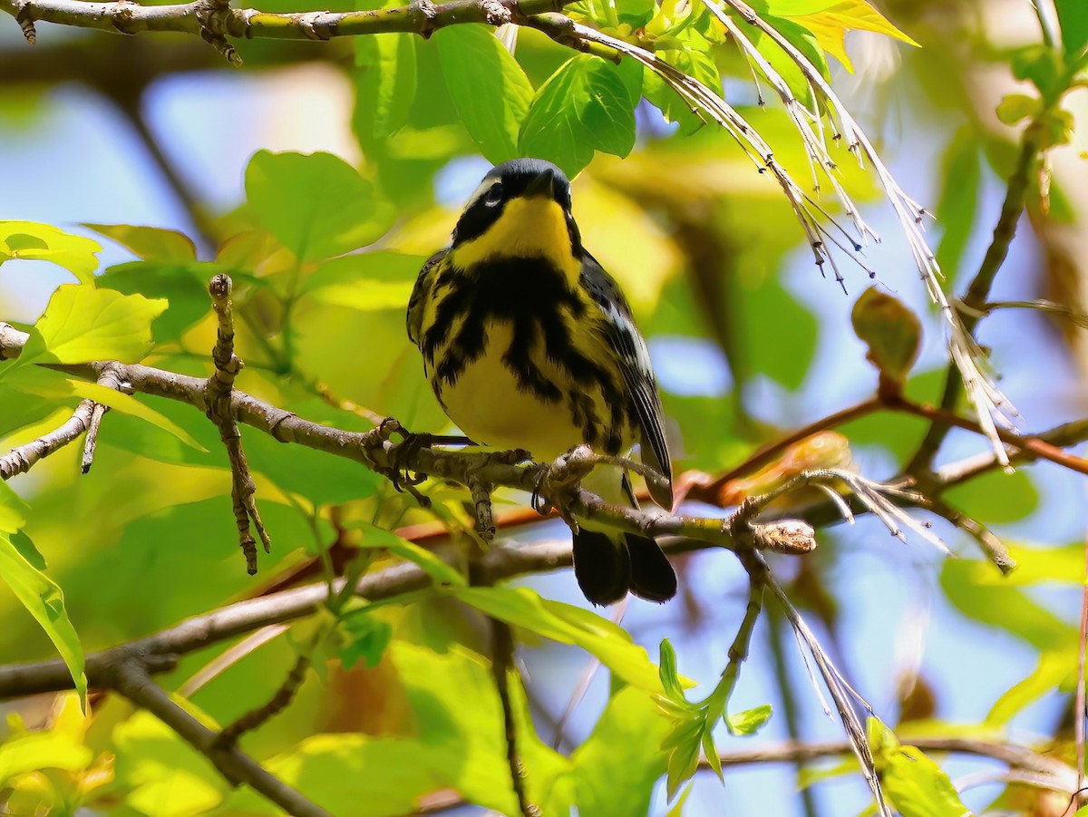 Magnolia Warbler - Eric Patry