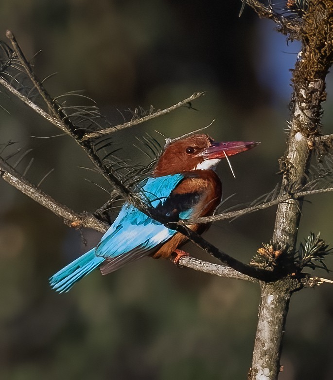 White-throated Kingfisher - ML619144513