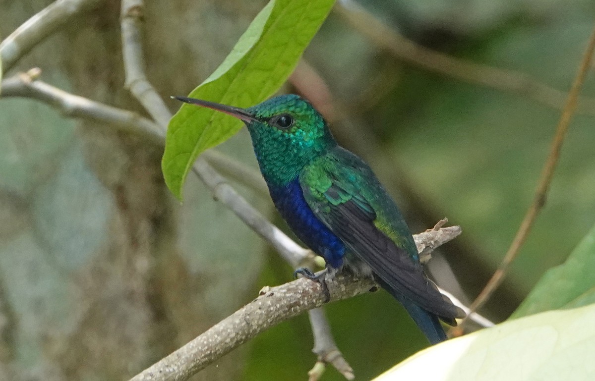 Violet-bellied Hummingbird - Billie Knight