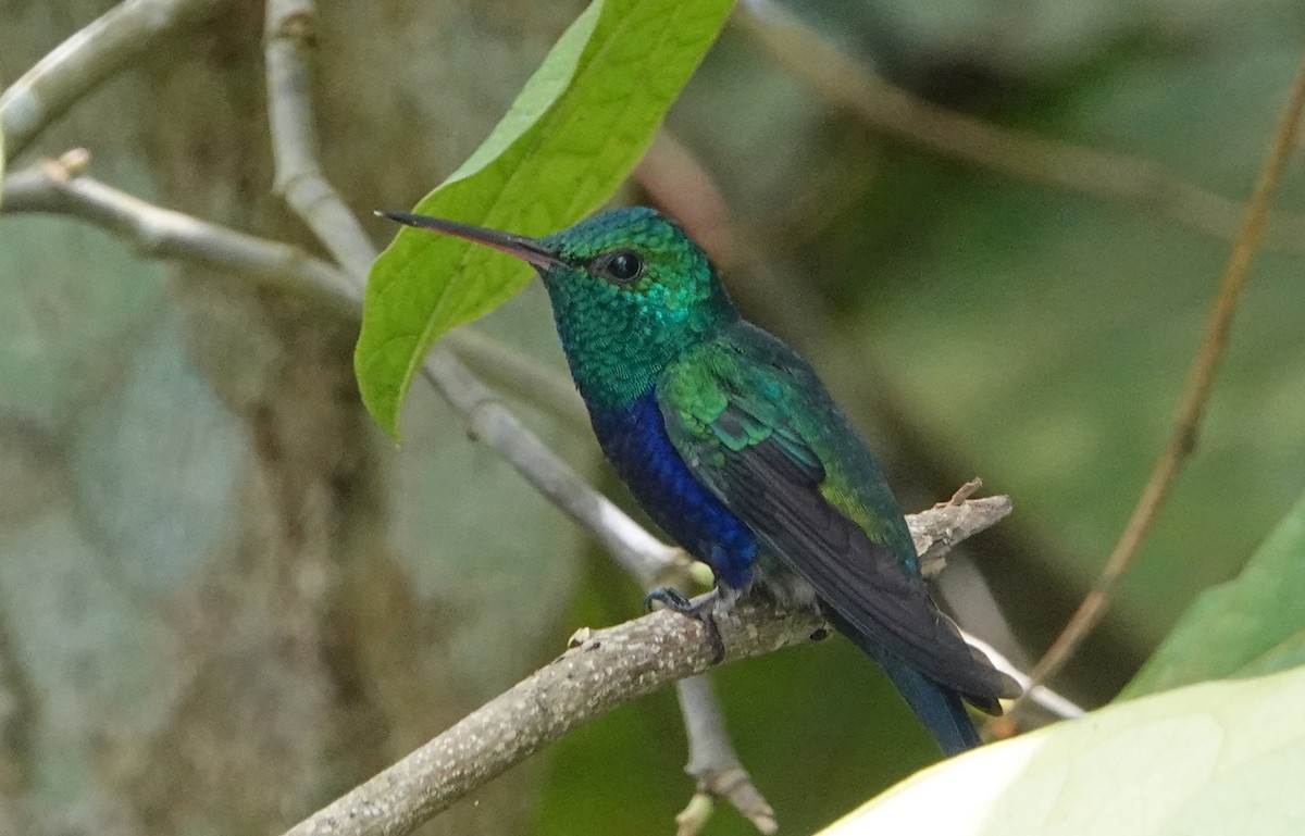 Colibrí de Julia - ML619144515