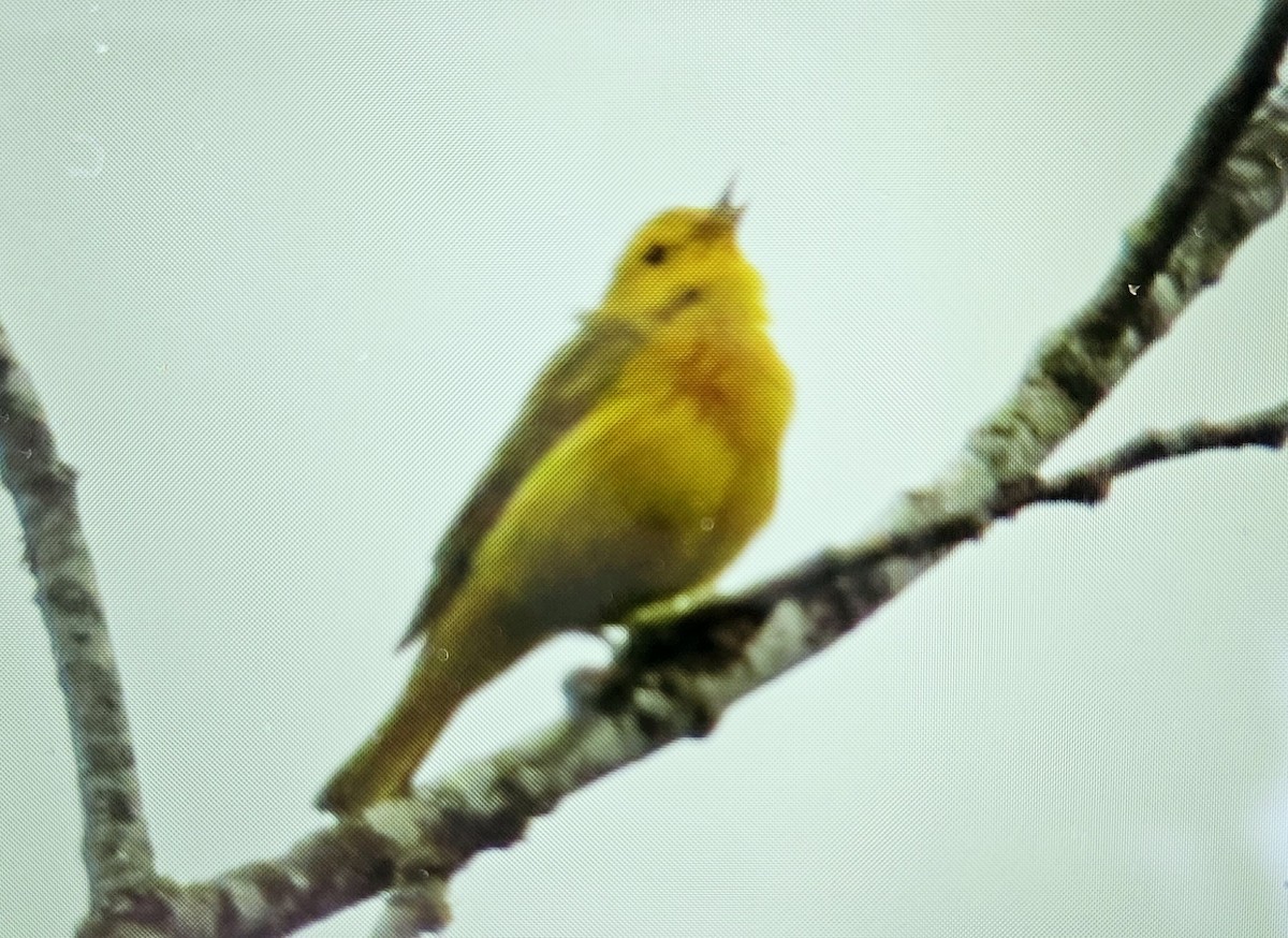 Yellow Warbler - Free Range Human