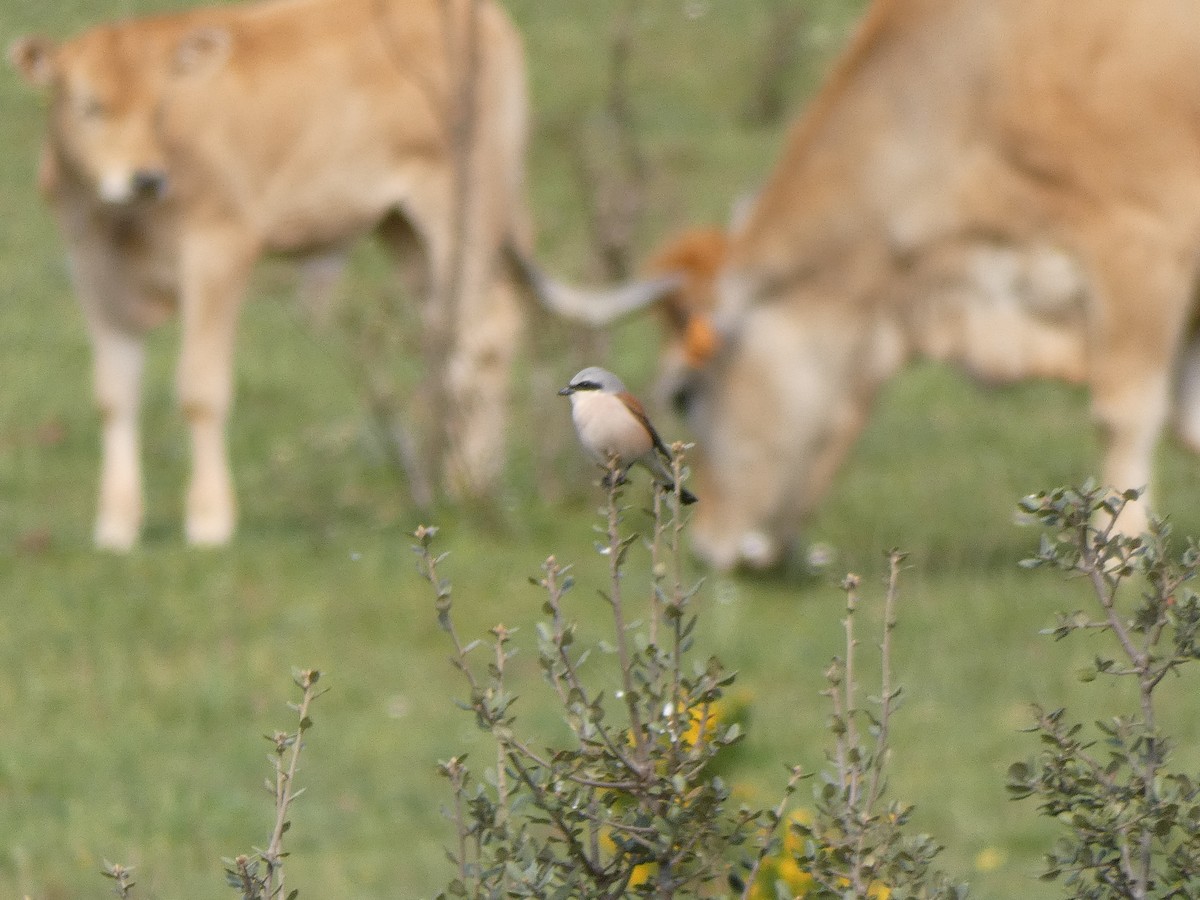 Red-backed Shrike - Alejandro Rebollo