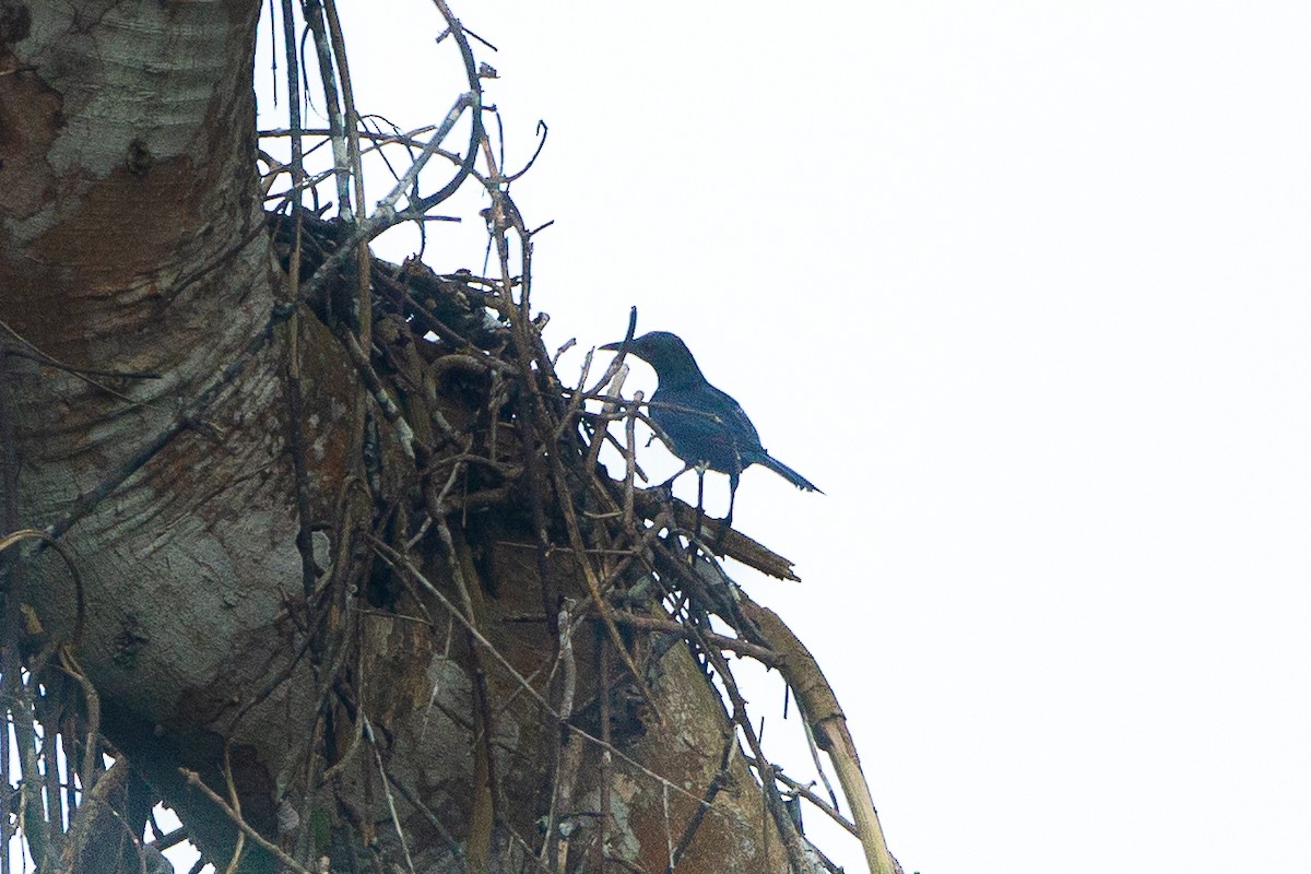 Chestnut-winged Starling - ML619144526