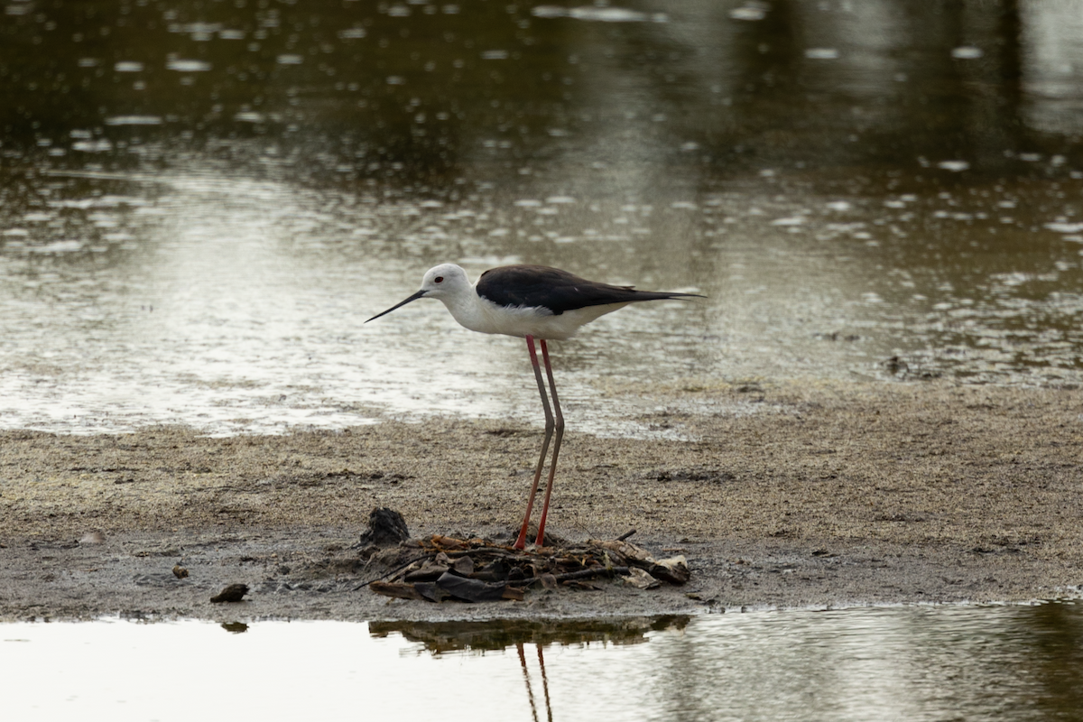 Black-winged Stilt - ML619144536