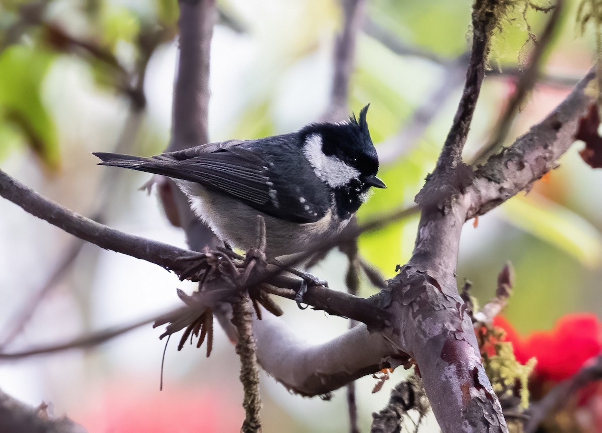 Coal Tit - ML619144540