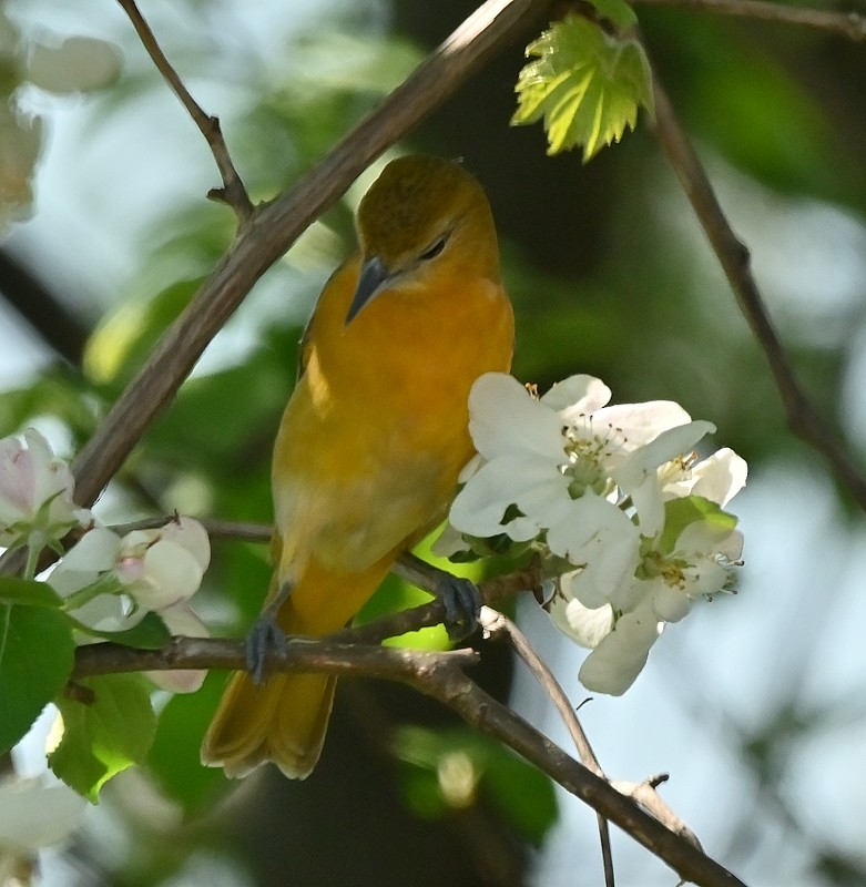 Baltimore Oriole - Regis Fortin