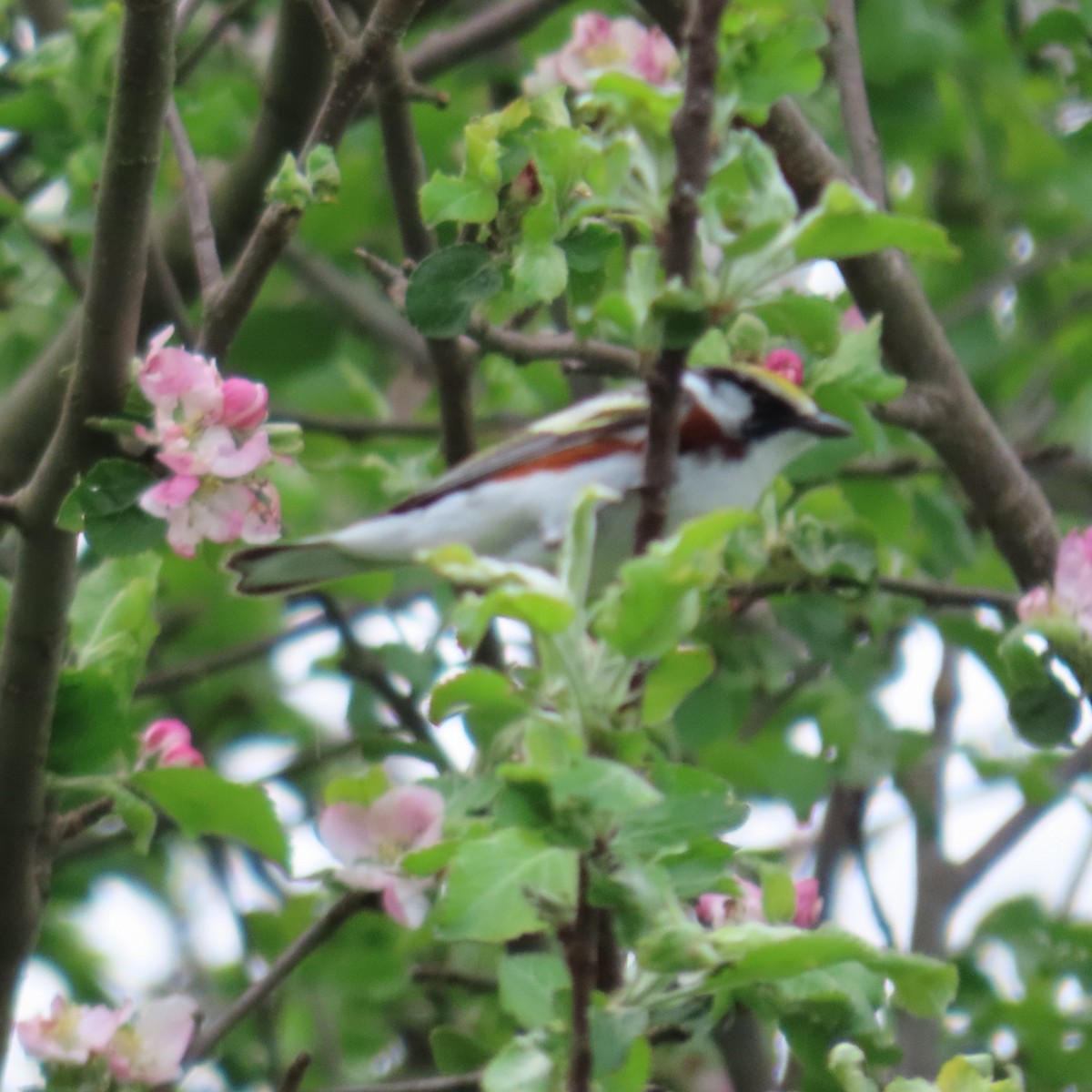 Chestnut-sided Warbler - Mackenzie Goldthwait