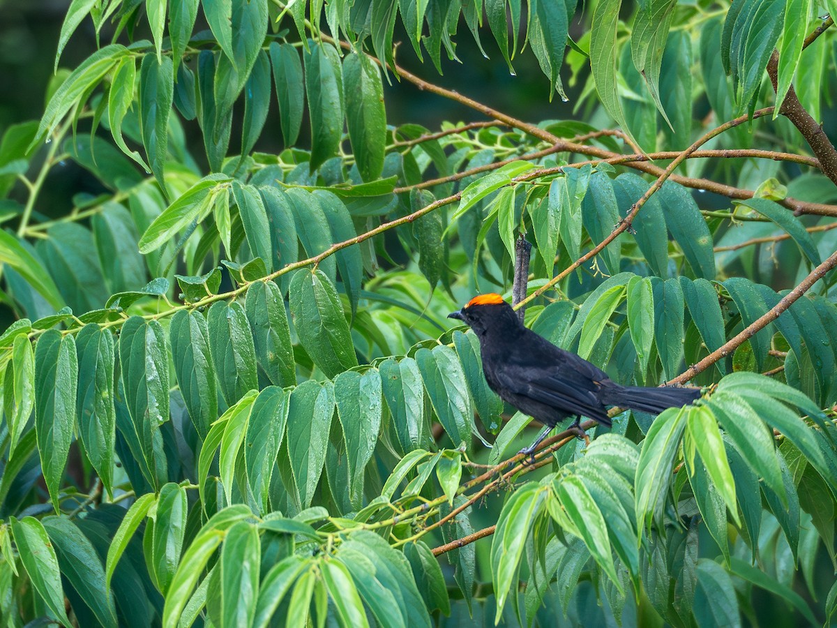 Flame-crested Tanager (Flame-crested) - Vitor Rolf Laubé