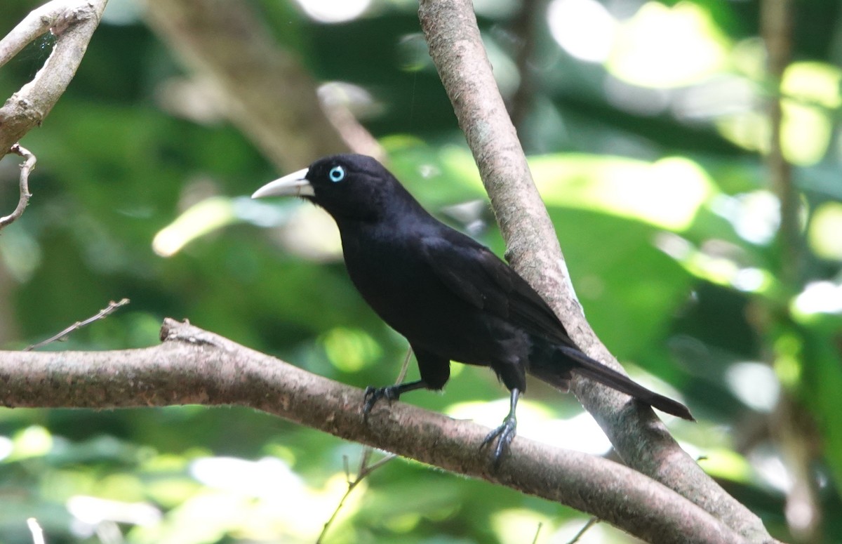 Scarlet-rumped Cacique - Billie Knight