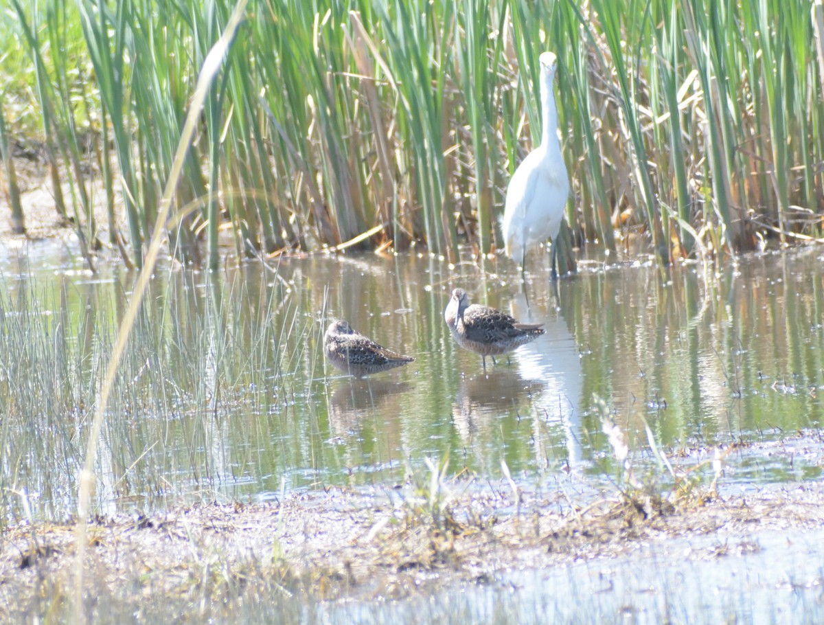 Long-billed Dowitcher - ML619144582