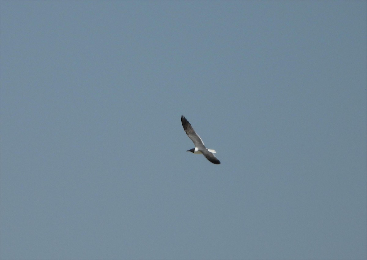 Laughing Gull - ML619144589