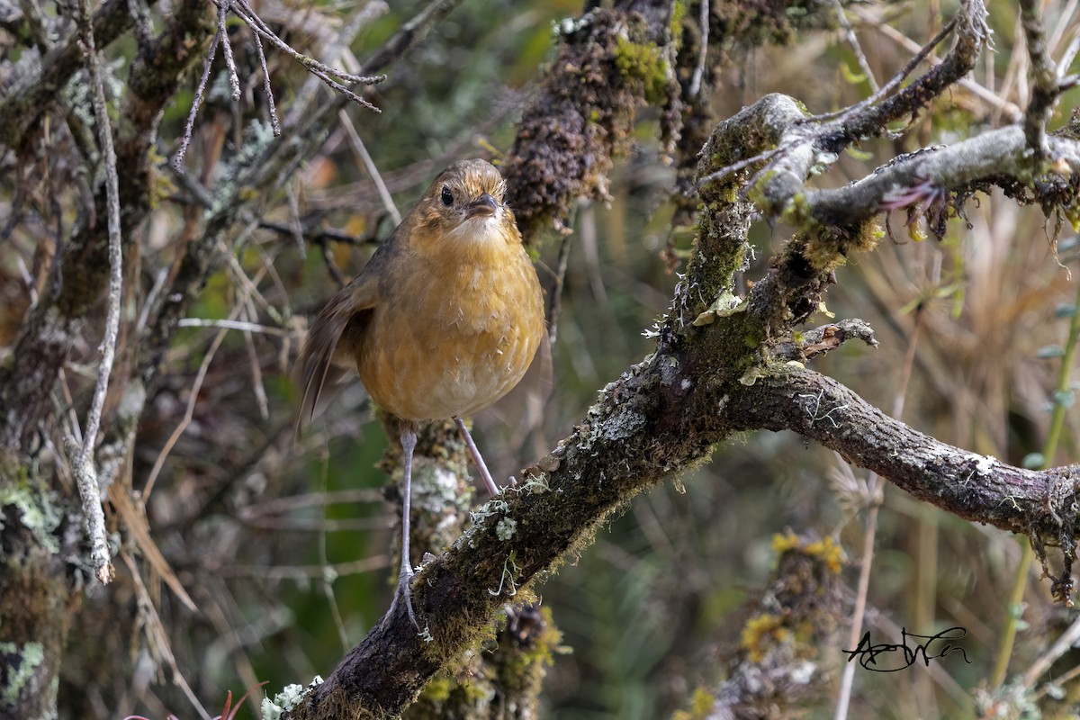 Grallaria sp. - Adrian Garcia