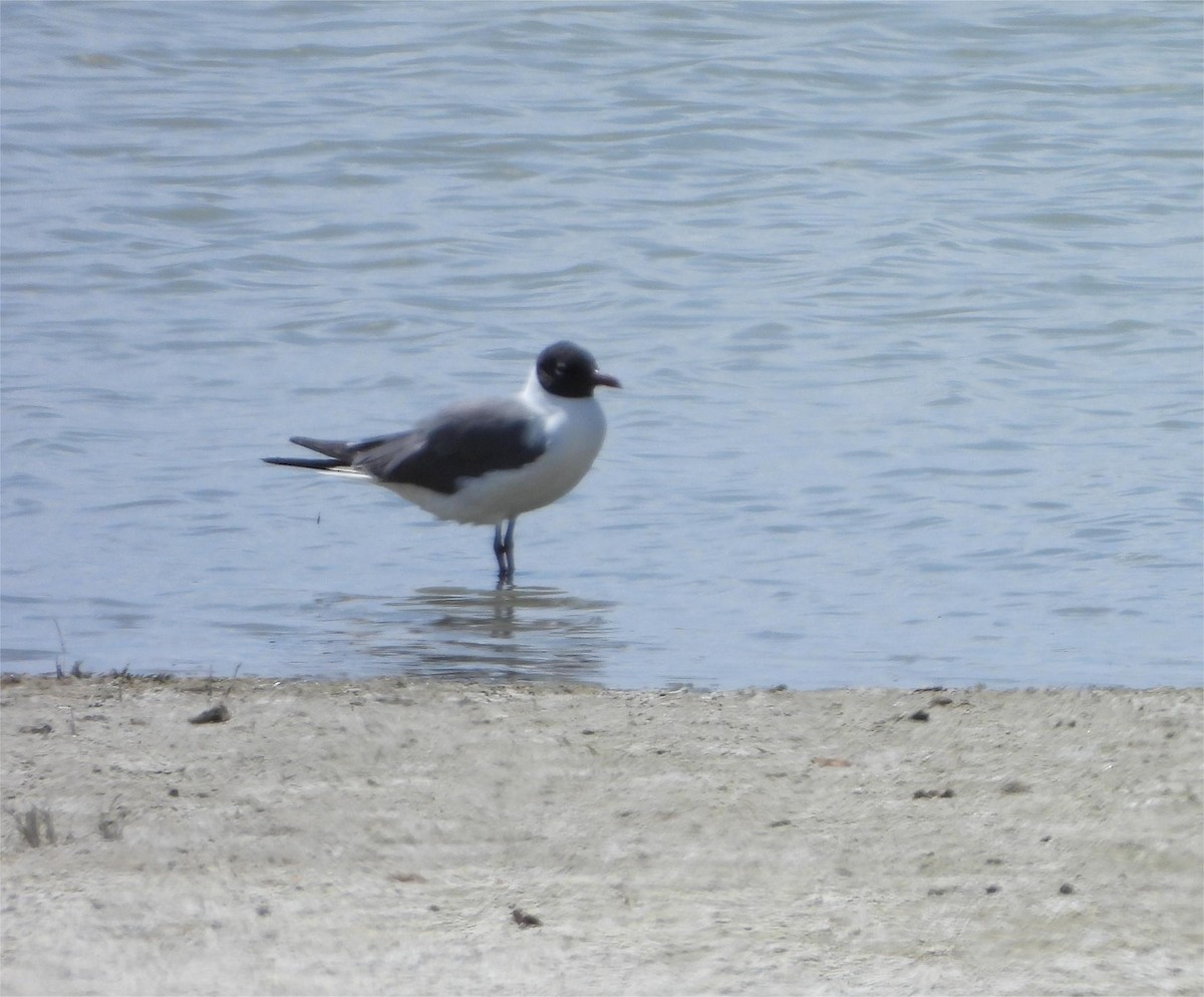 Laughing Gull - Michael Welch