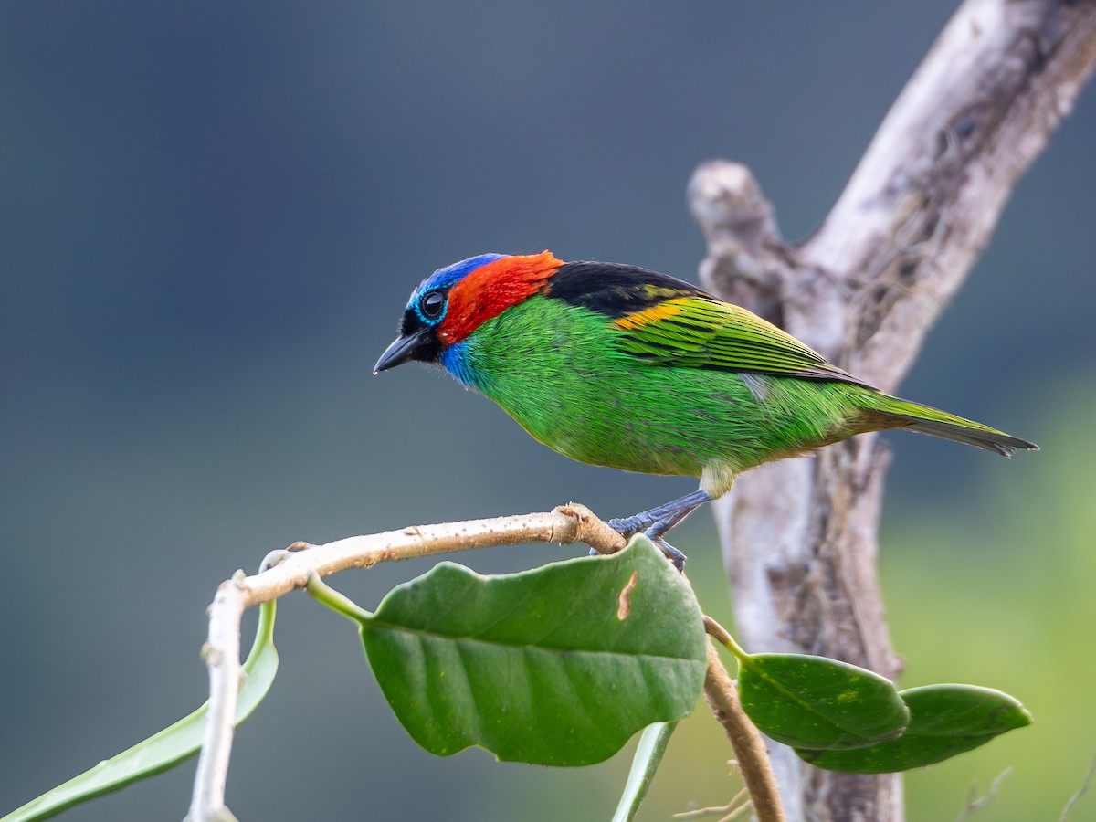 Red-necked Tanager - Vitor Rolf Laubé