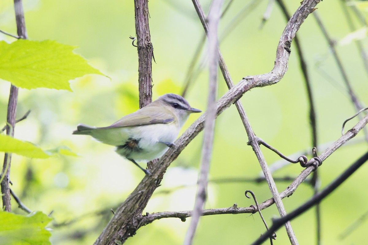 Red-eyed Vireo - David Mayle