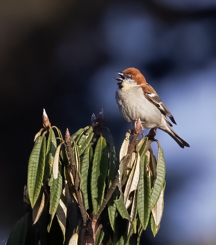 Russet Sparrow - Peter Seubert