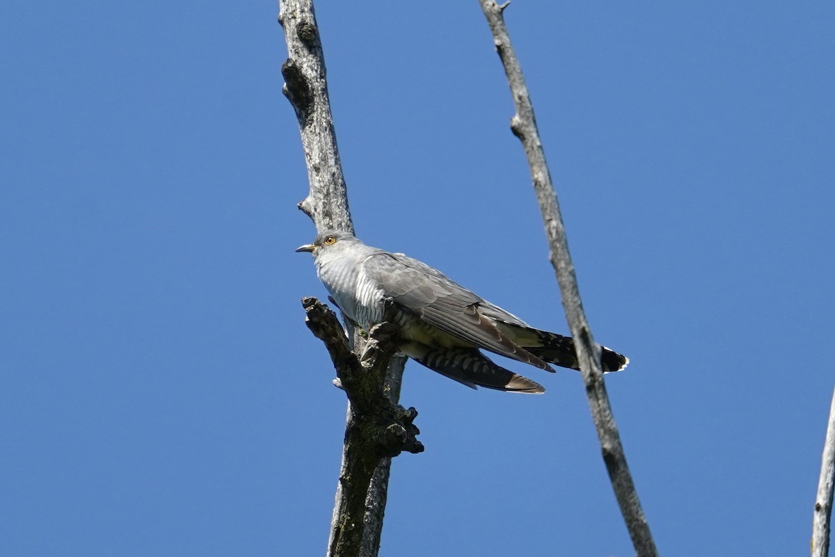 Common Cuckoo - Moritz Schalk