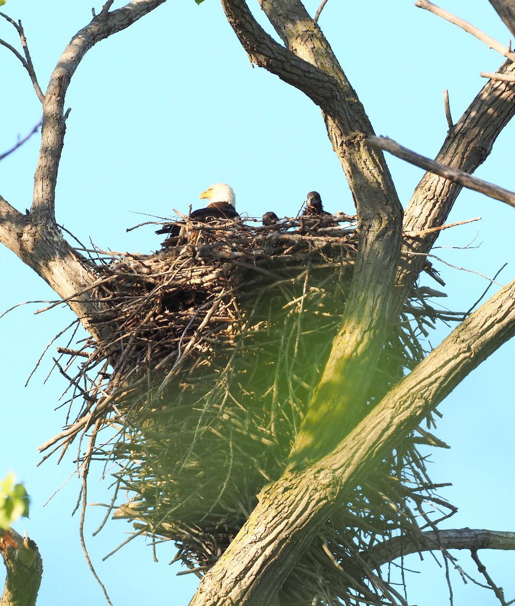 Bald Eagle - Rosario Douglas