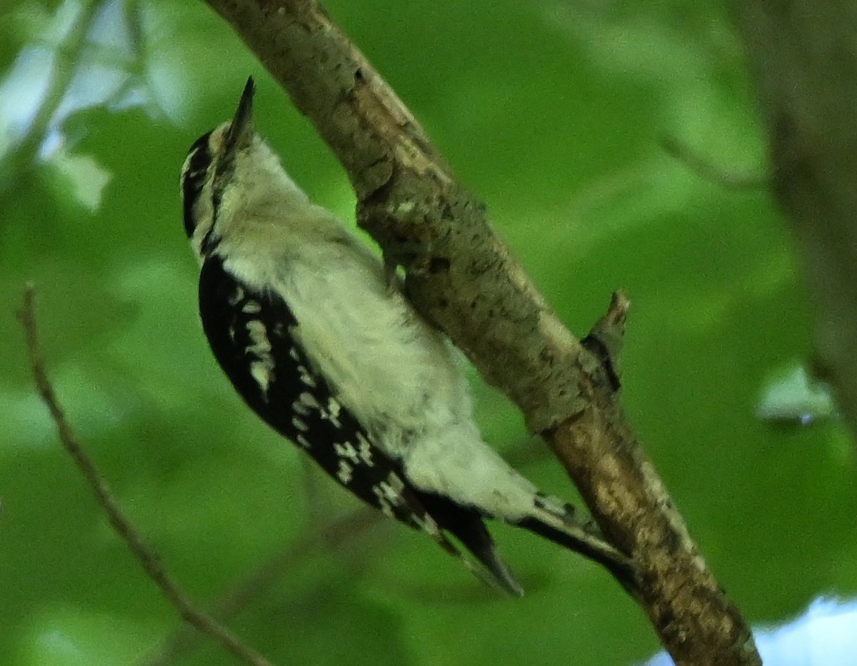 Downy Woodpecker - DAVID VIERLING