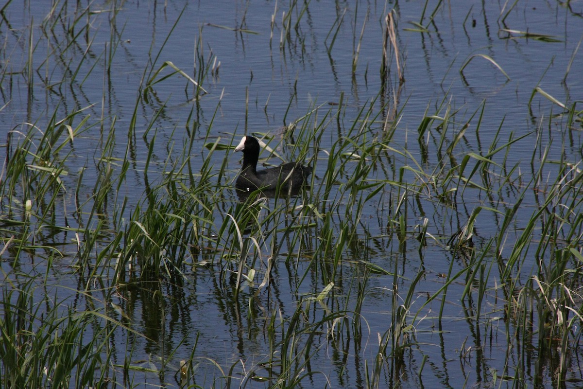 American Coot - Sara Caulk