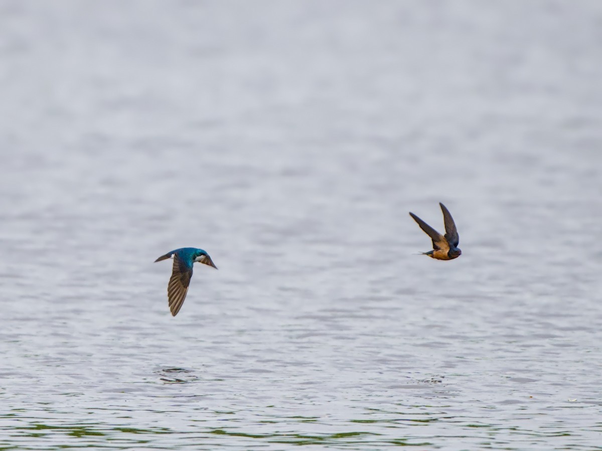 Barn Swallow - Kevin Baldwin