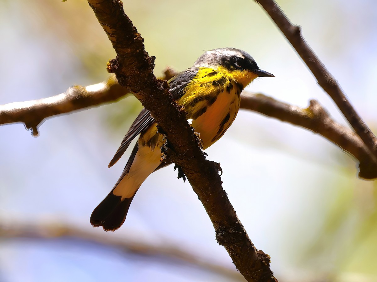 Magnolia Warbler - Eric Patry