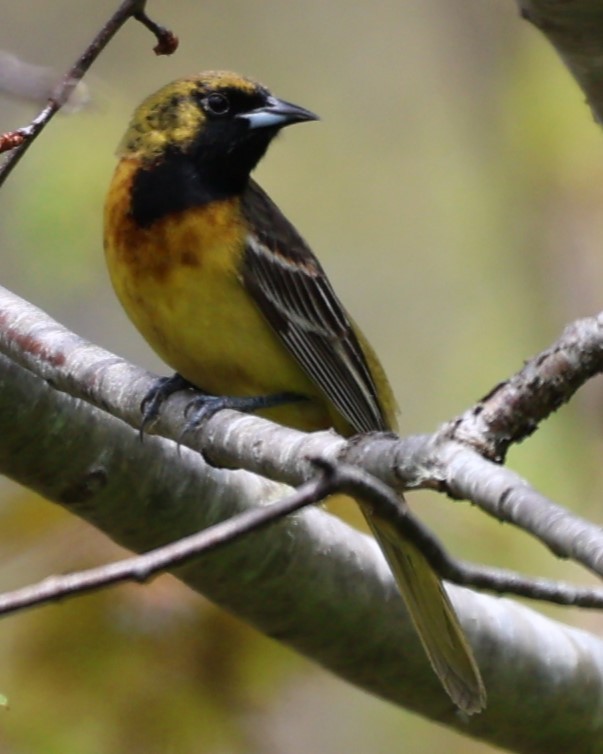 Orchard Oriole - ML619144688